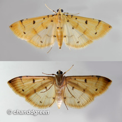 Pycnarmon aeriferalis