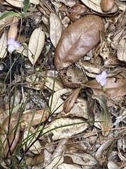 Callisia ornata
