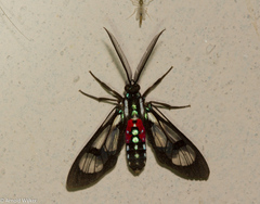 Poecilosoma eone