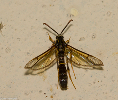 Sesiidae