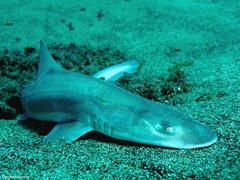Mustelus mustelus
