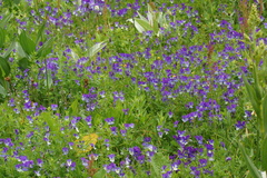 Viola speciosa