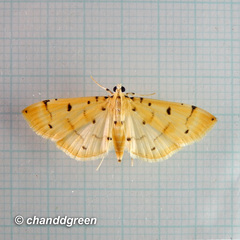 Pycnarmon aeriferalis