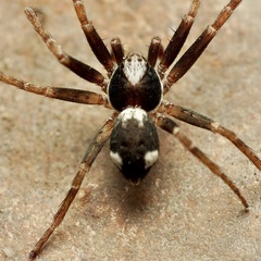 Pulchellodromus bistigma