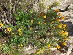 Adenocarpus hispanicus