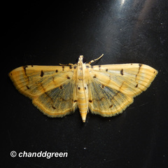 Pycnarmon aeriferalis
