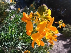 Adenocarpus hispanicus