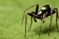 Pulchellodromus bistigma