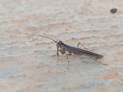 Eumantodea