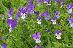 Viola speciosa