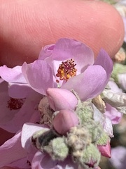 Malacothamnus hallii