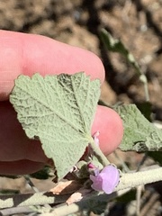 Malacothamnus hallii