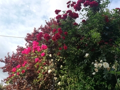 Rosa