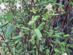 Amelanchier cusickii