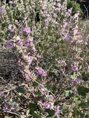 Malacothamnus hallii