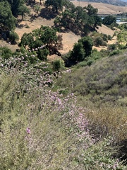 Malacothamnus hallii