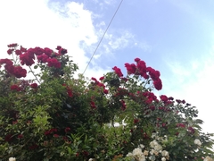 Rosa