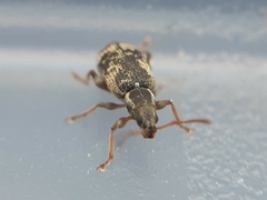 Oedecnemidius varius