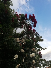 Rosa