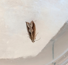 Ancylis diminuatana