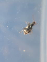 Oedecnemidius varius