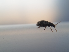 Oedecnemidius varius