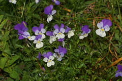 Viola speciosa