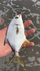 Trachinotus carolinus