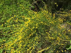 Genista cinerea