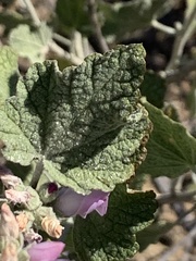 Malacothamnus hallii