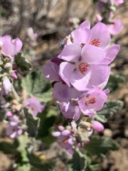 Malacothamnus hallii