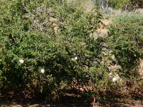 Chiromantis petersii