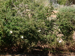 Chiromantis petersii