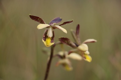 Eulophia parviflora