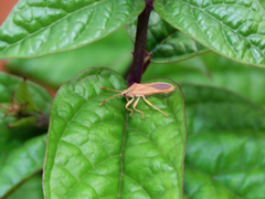 Catorhintha schaffneri