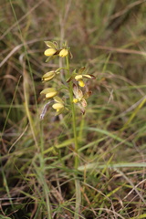 Eulophia parviflora