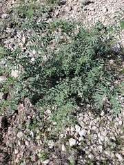 Indigofera lindheimeriana