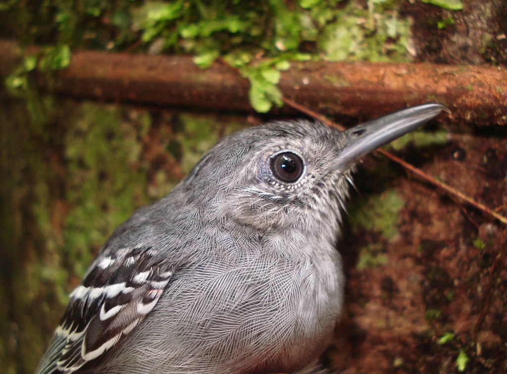 Gray Antwren