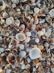 Anadara kagoshimensis