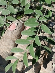 Indigofera lindheimeriana