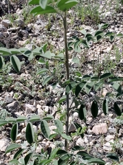 Indigofera lindheimeriana