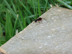 Camponotus rufipes