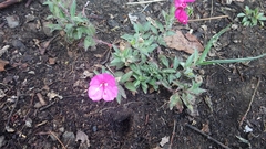 Oenothera deserticola