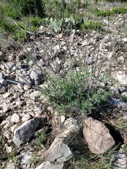 Indigofera lindheimeriana