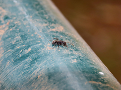 Camponotus