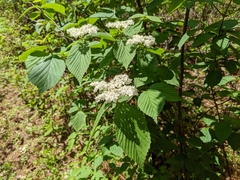 Viburnum wrightii