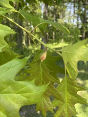 Melikaiella tumifica