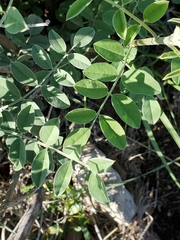 Indigofera lindheimeriana
