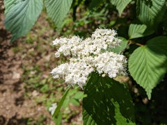 Viburnum wrightii