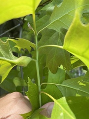 Melikaiella tumifica